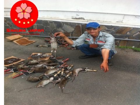 Dịch vụ diệt chuột tại Nha Trang (Tạm Ngưng Cung Cấp Dịch vụ Này)