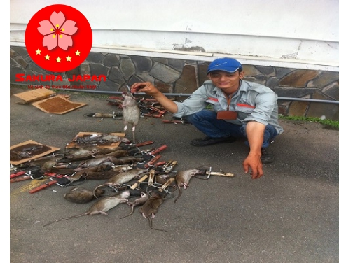 Công ty diệt chuột tại Nha Trang